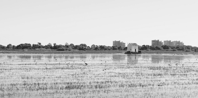 ARROZALES-EN-LA-ALBUFERA